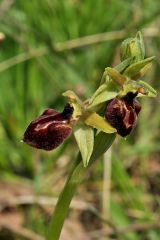 Ophrys exaltata subsp. arachnitiformis