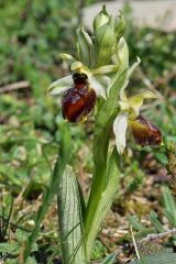 Ophrys exaltata subsp. arachnitiformis