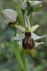 Ophrys exaltata subsp. arachnitiformis