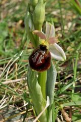 Ophrys exaltata subsp. arachnitiformis (Gren. & Philippe) Del Prete