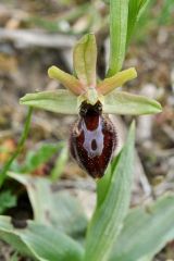 Ophrys exaltata subsp. arachnitiformis (Gren. & Philippe) Del Prete