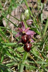 Ophrys exaltata subsp. arachnitiformis (Gren. & Philippe) Del Prete