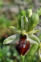 Ophrys exaltata subsp. arachnitiformis