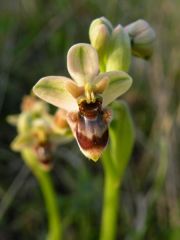 Ophrys x sommieri E. G. Camus ex Cortesi