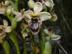 Ophrys x sommieri E. G. Camus ex Cortesi