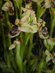 Ophrys x sommieri E. G. Camus ex Cortesi