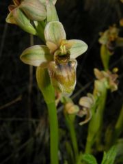 Ophrys x sommieri E. G. Camus ex Cortesi