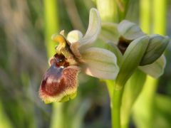 Ophrys x sommieri E. G. Camus ex Cortesi