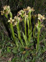 Ophrys x sommieri E. G. Camus ex Cortesi