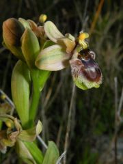 Ophrys x sommieri E. G. Camus ex Cortesi