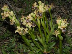 Ophrys x sommieri E. G. Camus ex Cortesi