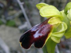 Ophrys fusca subsp. lucifera (Devillers Tersch. & Devill