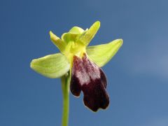 Ophrys fusca subsp. lucifera (Devillers Tersch. & Devill