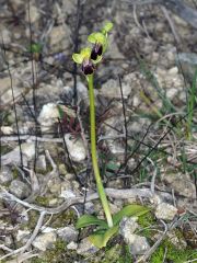 Ophrys fusca subsp. lucifera (Devillers Tersch. & Devill