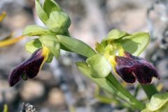 Ophrys fusca subsp. lucifera (Devillers Tersch. & Devillers) Kreutz