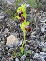 Ophrys fusca subsp. lucifera (Devillers Tersch. & Devillers) Kreutz