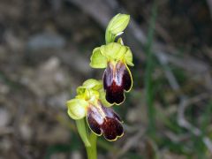 Ophrys fusca subsp. lucifera (Devillers Tersch. & Devillers) Kreutz