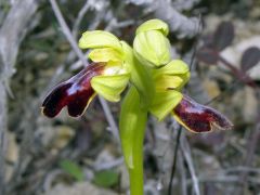 Ophrys fusca subsp. lucifera (Devillers Tersch. & Devillers) Kreutz