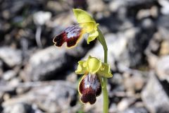 Ophrys fusca subsp. lucifera (Devillers Tersch. & Devillers) Kreutz