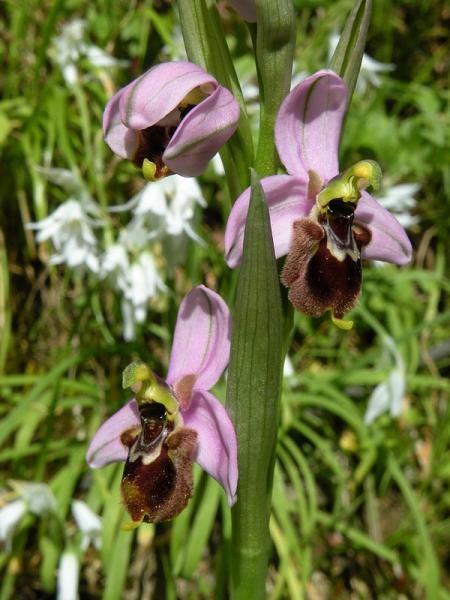 Ophrys x domus-maria M.P. Grasso