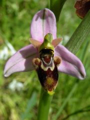 Ophrys x domus-maria M.P. Grasso