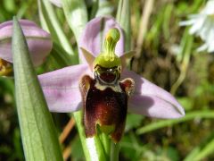 Ophrys x domus-maria M.P. Grasso