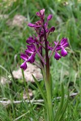 Anacamptis laxiflora (Lam.) R.M. Bateman, Pridgeon & M.W. Chase