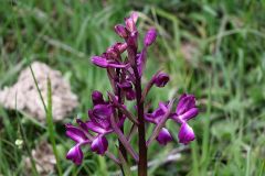 Anacamptis laxiflora (Lam.) R.M. Bateman, Pridgeon & M.W. Chase