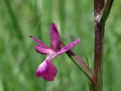 Anacamptis laxiflora (Lam.) R.M. Bateman, Pridgeon & M.W. Chase