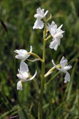 Anacamptis laxiflora (Lam.) R.M. Bateman, Pridgeon & M.W. Chase