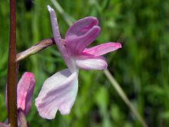 Anacamptis laxiflora (Lam.) R.M. Bateman, Pridgeon & M.W. Chase