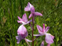 Anacamptis laxiflora (Lam.) R.M. Bateman, Pridgeon & M.W. Chase