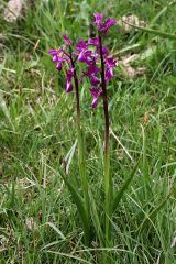 Anacamptis laxiflora (Lam.) R.M. Bateman, Pridgeon & M.W. Chase