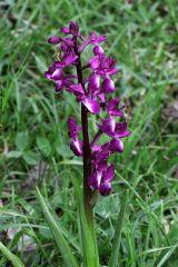 Anacamptis laxiflora (Lam.) R.M. Bateman, Pridgeon & M.W. Chase