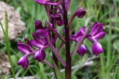 Anacamptis laxiflora (Lam.) R.M. Bateman, Pridgeon & M.W. Chase