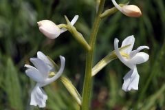 Anacamptis laxiflora (Lam.) R.M. Bateman, Pridgeon & M.W. Chase