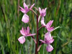 Anacamptis laxiflora (Lam.) R.M. Bateman, Pridgeon & M.W. Chase