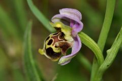 Ophrys holosericea subsp. linearis (Moggr.) Kreutz