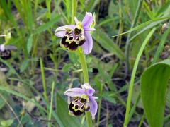 Ophrys holosericea subsp. linearis (Moggr.) Kreutz