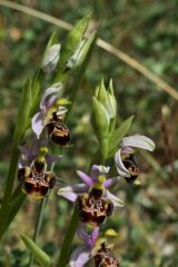 Ophrys holosericea subsp. linearis (Moggr.) Kreutz