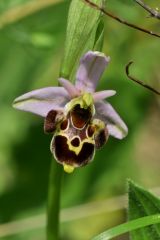 Ophrys holosericea subsp. linearis (Moggr.) Kreutz