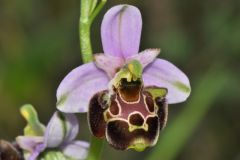 Ophrys holosericea subsp. linearis (Moggr.) Kreutz