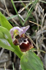 Ophrys holosericea subsp. linearis (Moggr.) Kreutz