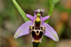 Ophrys scolopax subsp. santonica (J.M. Mathè & Melki) R. Engel & Pierre Quentin