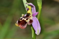 Ophrys scolopax subsp. santonica (J.M. Mathè & Melki) R. Engel & Pierre Quentin