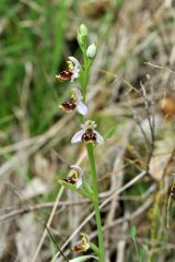 Ophrys scolopax subsp. santonica (J.M. Mathè & Melki) R.