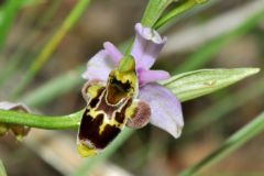 Ophrys scolopax subsp. santonica (J.M. Mathè & Melki) R. Engel & Pierre Quentin