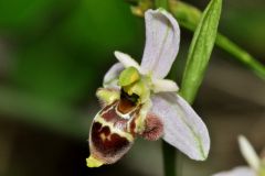 Ophrys scolopax subsp. santonica (J.M. Mathè & Melki) R. Engel & Pierre Quentin