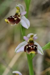 Ophrys scolopax subsp. santonica (J.M. Mathè & Melki) R. Engel & Pierre Quentin