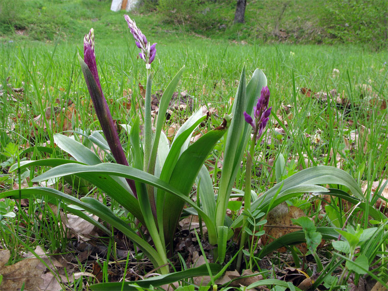 Orchis mascula subsp. mascula (L.) L.